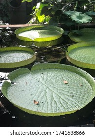 Giant Lily Pad Floating On A Pond At Kew Gardens