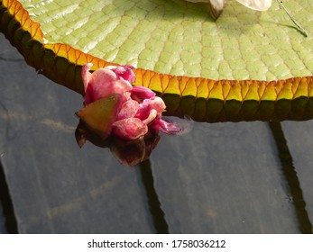 Giant Lily Pad And Flower