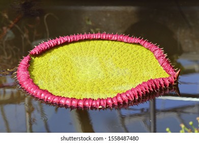 Giant Lily Pad On Water