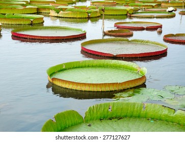 1,039 Big lily pad Images, Stock Photos & Vectors | Shutterstock