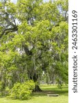 Giant live oak tree of life in park in Louisiana