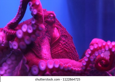 giant live octopus neon light 260nw 1122864725