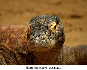 Giant lizard head detail - Powered by Shutterstock