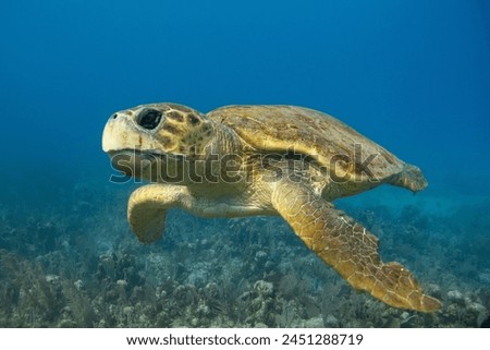 Giant loggerhead turtle swimming through the ocean close up