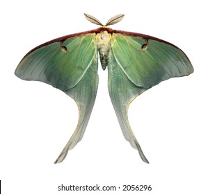 Giant Luna Moth is a rare sight due to its short lifespan - isolated on white - Powered by Shutterstock