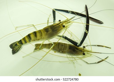 Giant Malaysian Prawn Broodstock