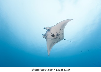 Giant Manta (Manta birostris) swimming near a cleaning station in the German Channel off the islands of Palau in Micronesia. - Shutterstock ID 131866190