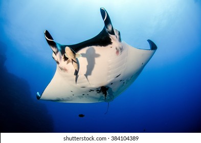 Giant Manta Ray