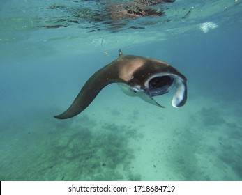 Giant Manta Ray Eating Plankton In  Water Of Mozambique Channel Tofo