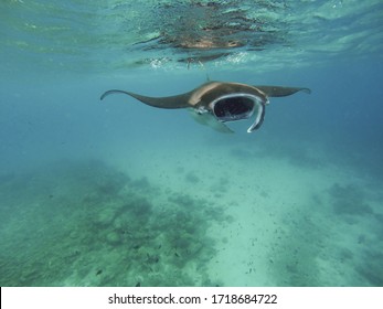 Giant Manta Ray Eating Plankton In  Water Of Mozambique Channel Tofo