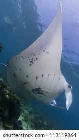 Giant Manta Ray In Maldives Island