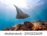 Giant Manta Ray over coral reef with light rays close up