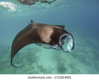 Giant Manta Ray In Shallow Water Tofo Mozambique 