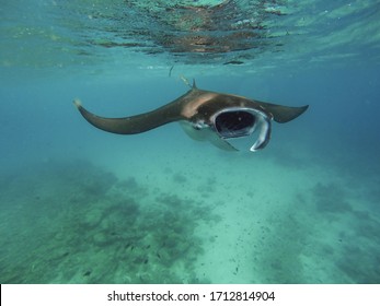 Giant Manta Ray In Shallow Water Tofo Mozambique 