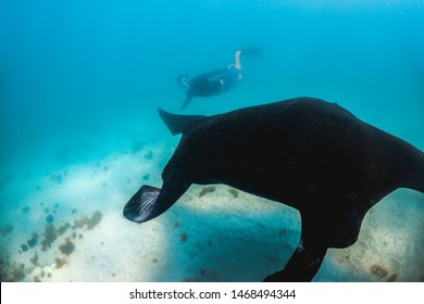 Giant Manta Ray Swimming Along The Sea Bed With A Dive Swimming And Observing Alongside