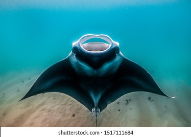 Giant manta ray swimming and feeding, doing somersaults near the sea bed