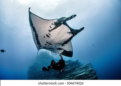 Giant Manta Ray Swimming With Scuba Diver