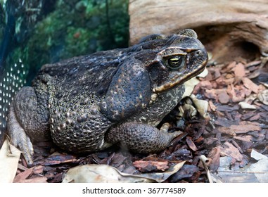 Giant Marine Toad
Some Of The Most Famous Frogs Of Central And South America. They Are Quite Large.  On The Back Of The Head, Behind The Eyes, Are Large Venom Glands.