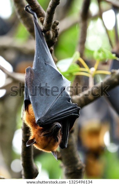 Giant Megabat Lyles Flying Fox Pteropus の写真素材 今すぐ編集