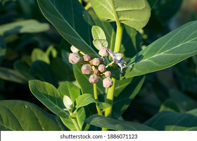 Giant Milkweed Or Roostertree Or Calotropis Gigantea Wild Tree