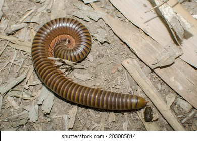 Giant Millipede Tropical Jungle Forest Thailand Stock Photo 203085814 ...