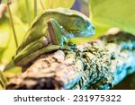 giant monkey frog