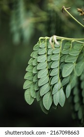 Giant Monkey Pod Or Rain Tree With Sleeping Leaf