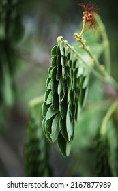 Giant Monkey Pod Or Rain Tree With Sleeping Leaf