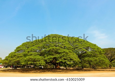 Giant Monky Pod Tree at Kanchanaburi Thailand. 商業照片 © 