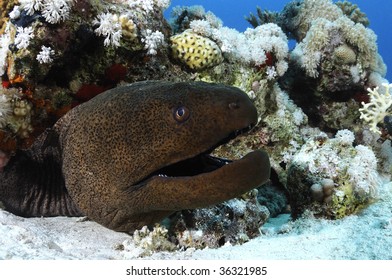 80 Moral eel Images, Stock Photos & Vectors | Shutterstock