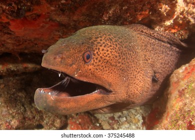 Giant Moray Eel写真素材 Shutterstock
