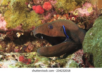 Giant Moray Eel And Cleaner Wrasse