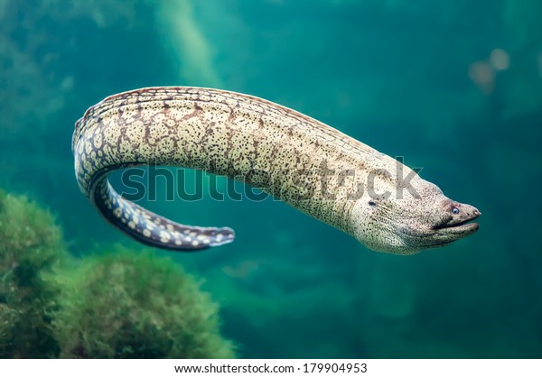 Giant Moray Eel Gymnothorax Javanicus写真素材 Shutterstock