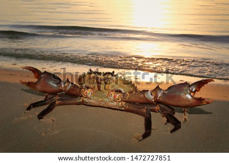 Giant mud crab by the sea
