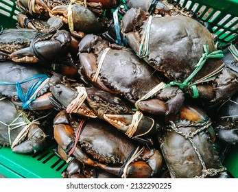 Giant mud crab on a tray. Closeup fresh bubble crab (Scylla serrata) Common name Black Crab, Mangrove Crab Rows of crabs tied with straw are sold in the native market. Selective focus

