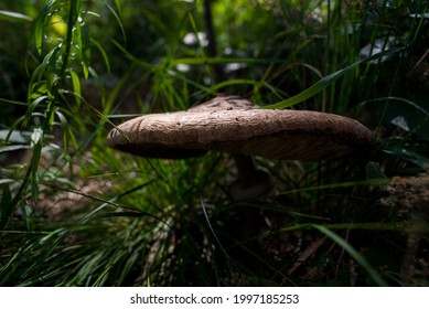Giant mushroom in the forest