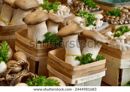 Giant mushrooms for sale at the Jean Talon market in Montreal, Canada