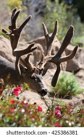 Giant Non Typical Buck In Flowers