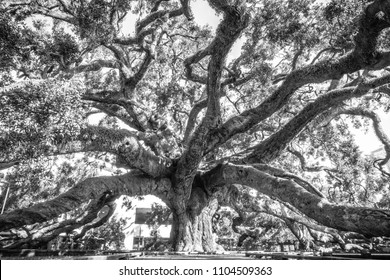 Giant Oak Tree