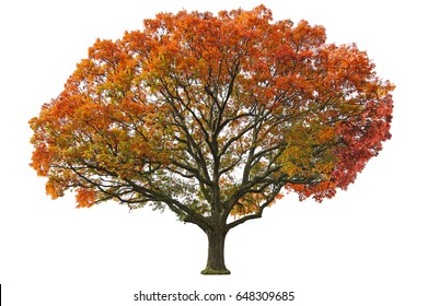 Giant Oak Tree In The Autumn Isolated On White Background