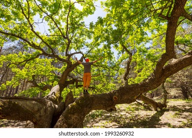 Giant Oak Tree In Summer Forest