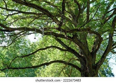 A Giant Oak Tree With Wedding Bells On Branches