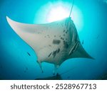 giant oceanic manta ray, giant manta ray or oceanic manta ray (Mobula birostris) Papua, Indonesian