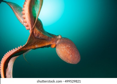 Giant Octopus