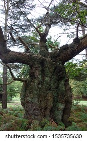  A Giant Old Oak Tree