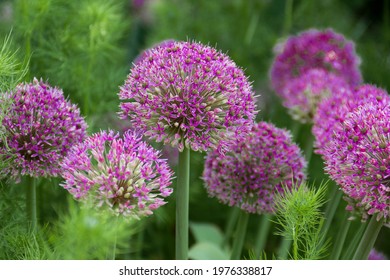 Giant Onion (Allium Giganteum) blooming. Field of Allium ornamental onion. Few balls of blossoming Allium flowers. Filled full frame. Beautiful picture with Alliums for the gardening theme
