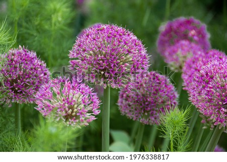 Giant Onion (Allium Giganteum) blooming. Field of Allium ornamental onion. Few balls of blossoming Allium flowers. Filled full frame. Beautiful picture with Alliums for the gardening theme