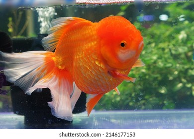 Giant Oranda Goldfish Swim In Glass Tank 