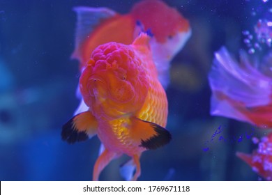 Giant Oranda Goldfish From Thailand