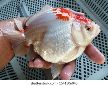 Giant Oranda Goldfish White And Orange Colour